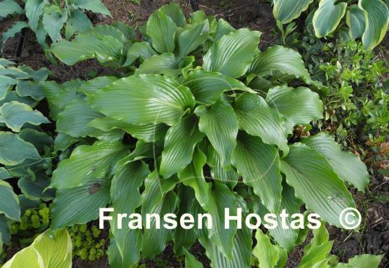 Hosta Stingray